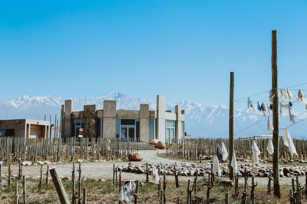 A circular concrete building surrounding by a vineyard