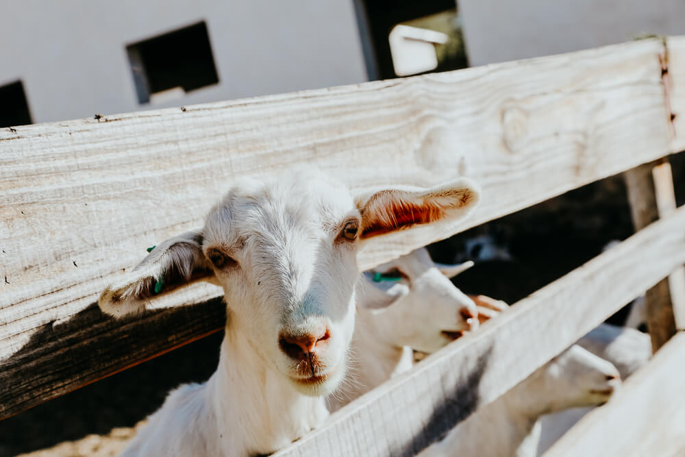 A goat peaks his head through the slats on a fence