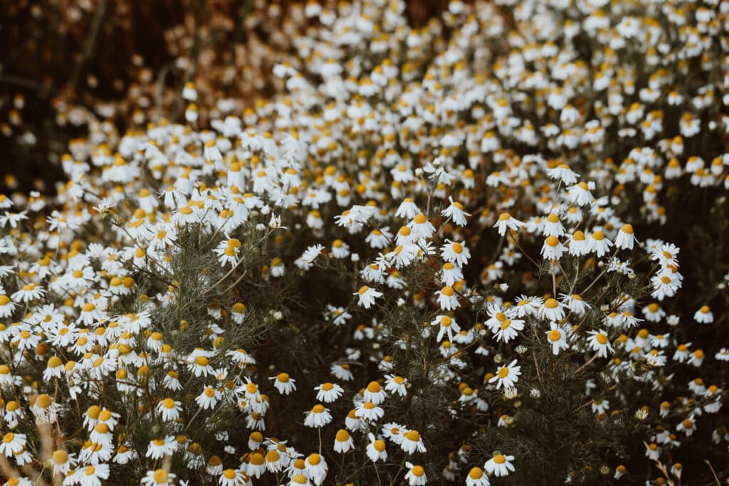 A field blanketed in small white chamomile flowers