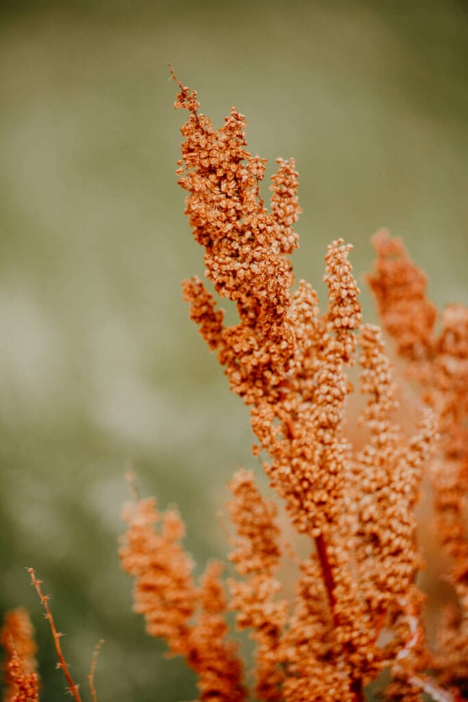 A bright red plant against a green backdrop