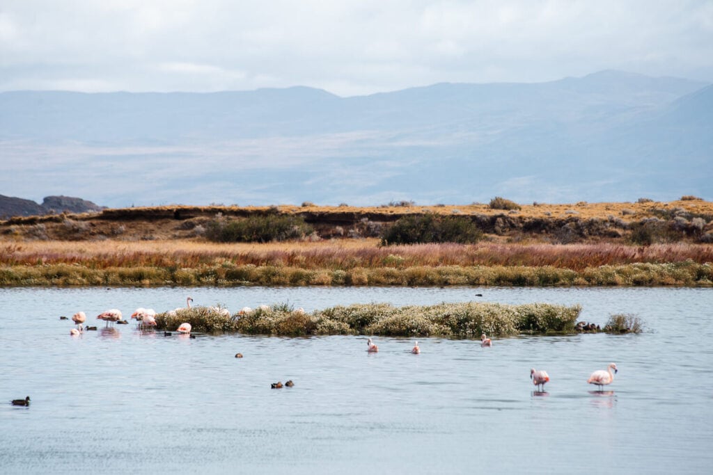 Flamingos stand in a lagoon surrounded by ducks swimming