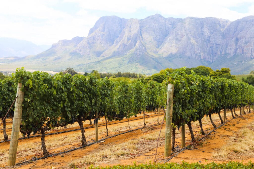 Lush green vines grow in rows by the mountains at a Stellenbosch vineyard