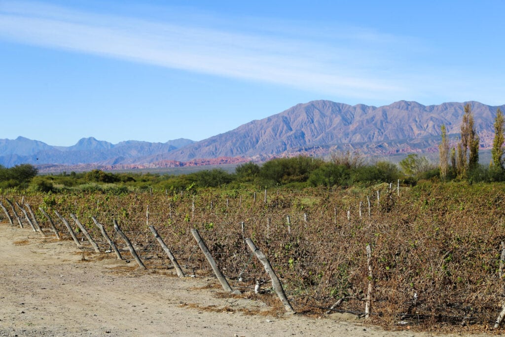 Lines of vines in a vineyard in front of red mountains in Cafayate