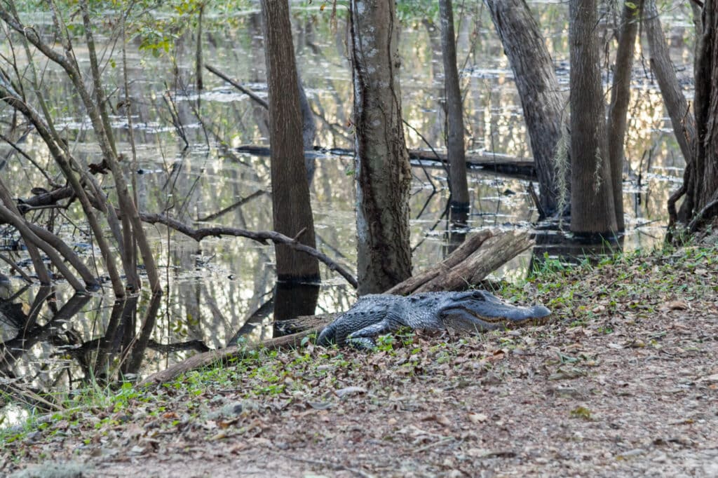 An alligator lies flat on the ground hidden by leaves and branches next to a swamp