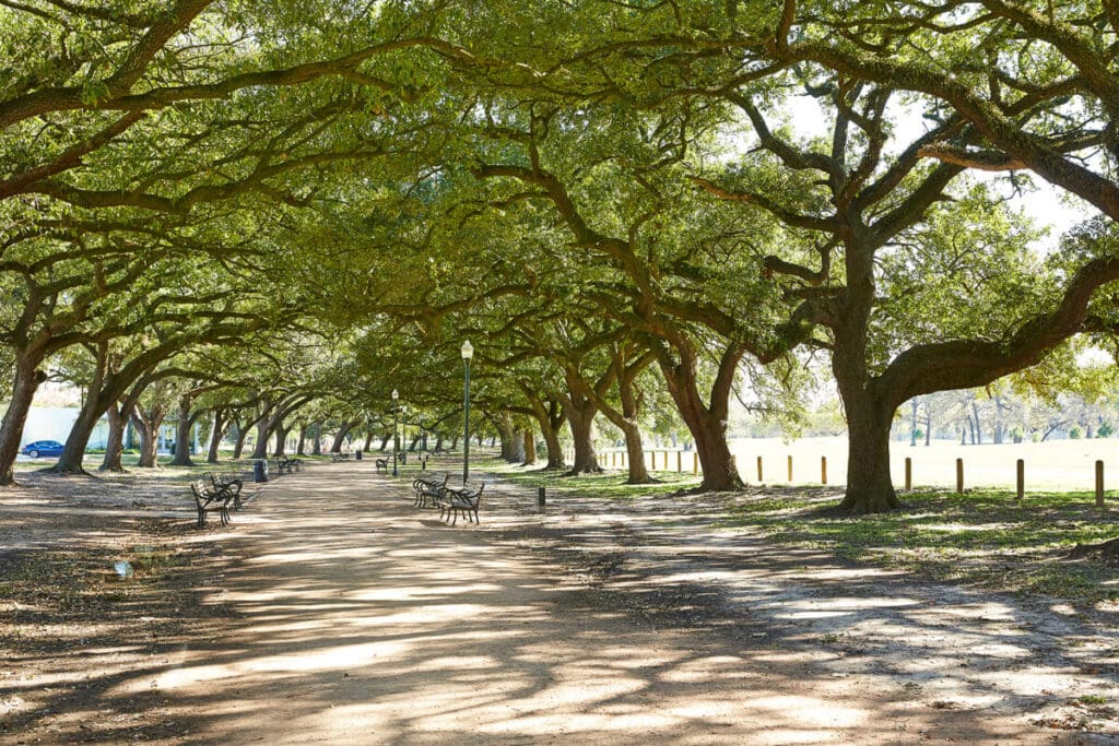 A dirt path with benches on either side under a canopy of oak trees