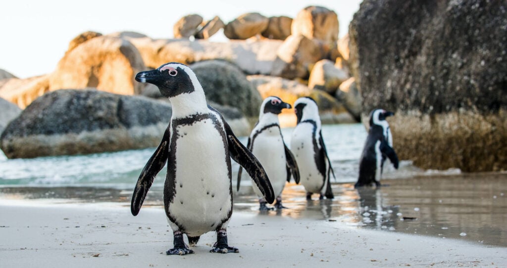 Four penguins stand on the beach by the water and boulders