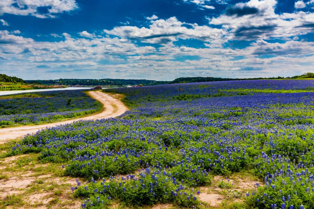 A field of blue flowers with a dirt road snaking through the midddle