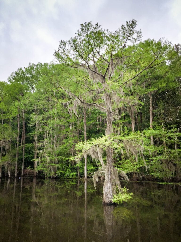 A large cypress tree grows out of the water in a swamp in East Texas