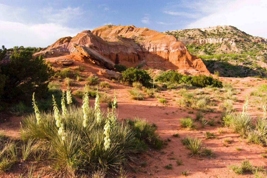 A red desert with green shrubbery in North Texas