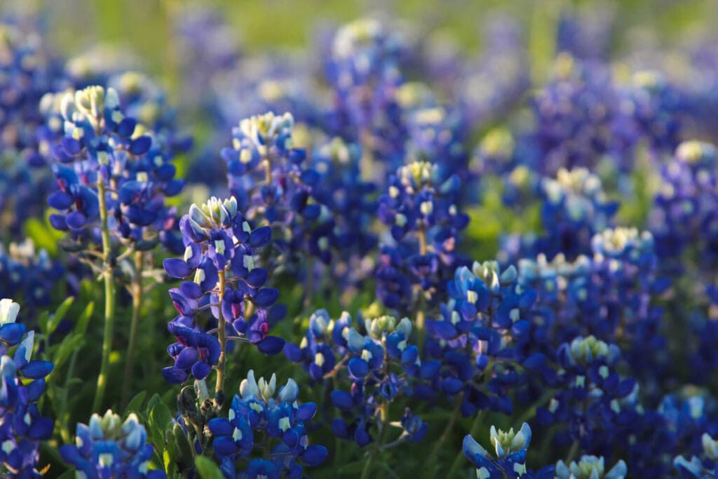 A close up photo of bluebonnet flowers