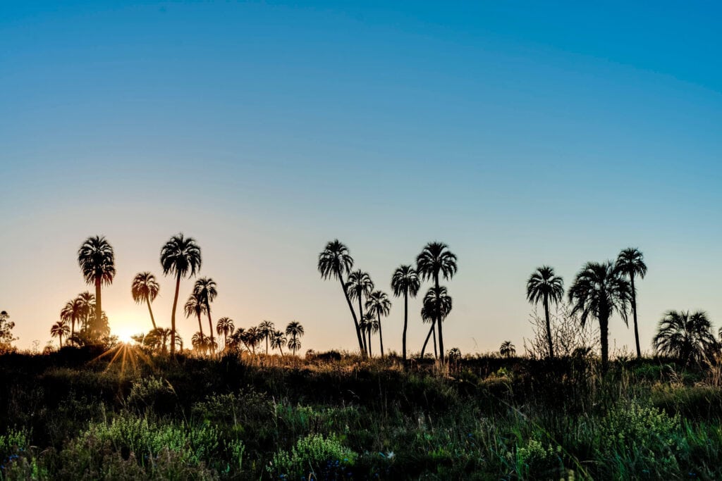 Palm trees dot the horizon