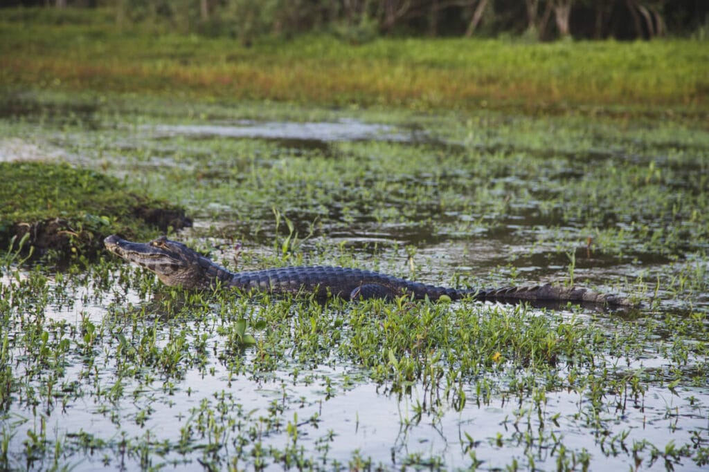 A caiman in the swampy water of the wetlands