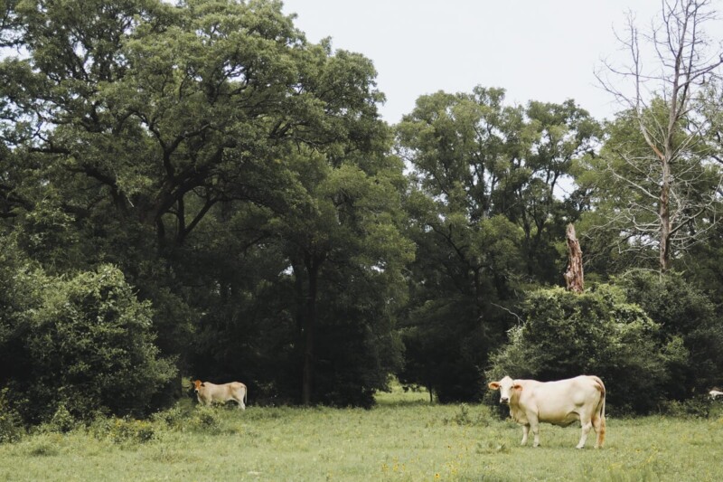Two white cows standing in a green pasture surrounded by oak trees