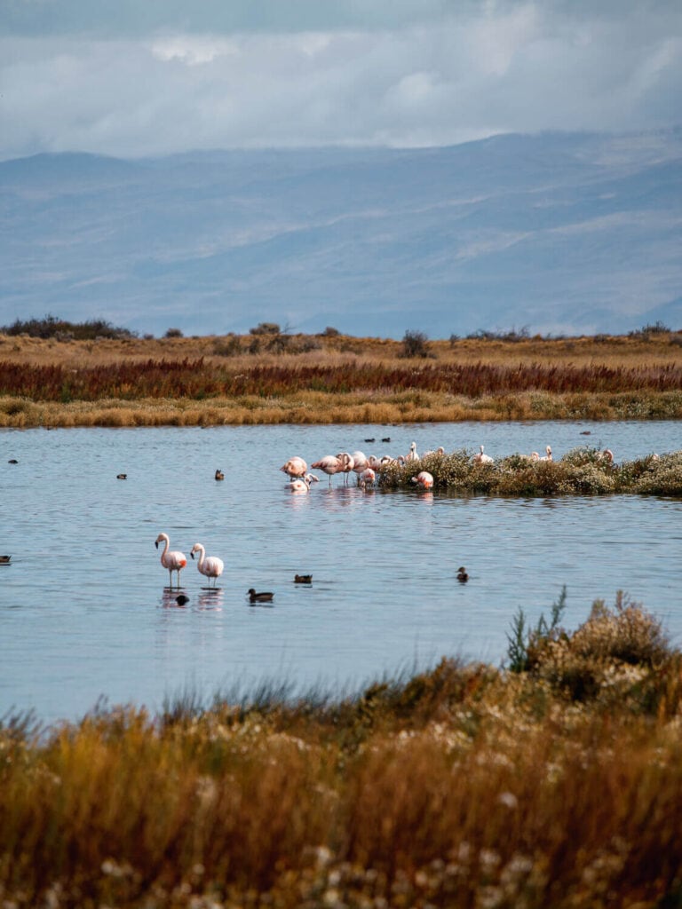 Flamingos stand in a laguna surrounded by ducks swimming in Argentina