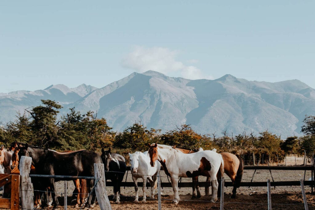 A group of horses look at the camera in a corral in front of the mountains in Patagonia