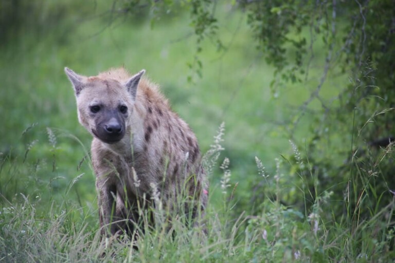 A lone hyena stands in the grass