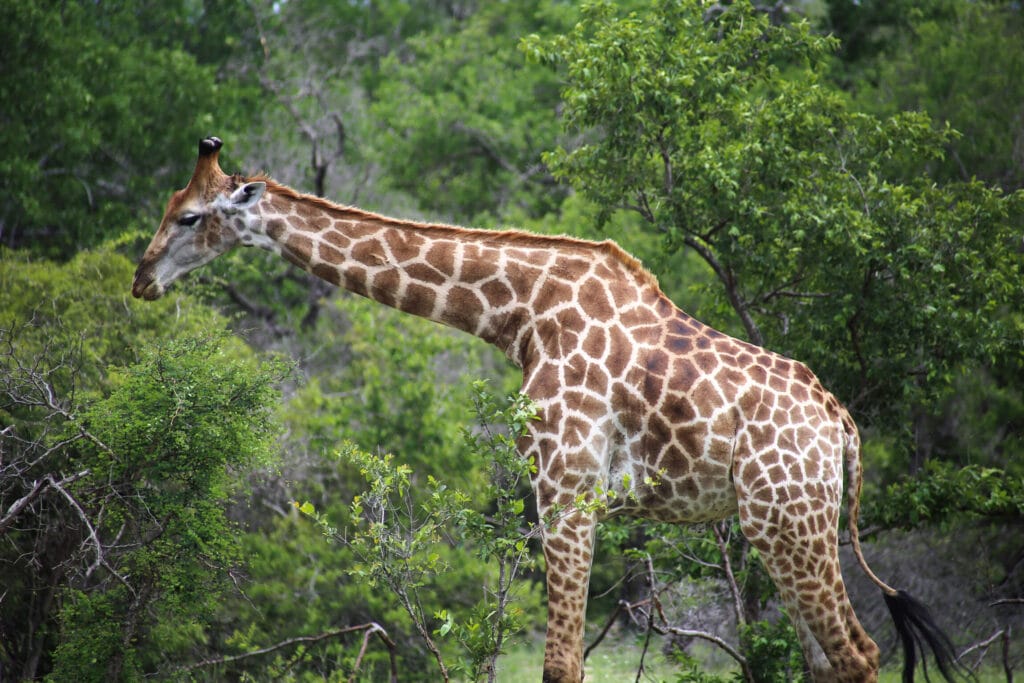 A giraffe eats from a tree