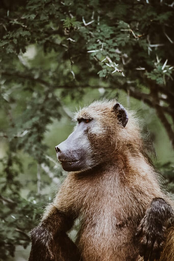 A baboon sits with his hands resting on his knees