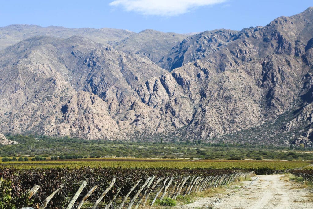 A vineyard in front of the mountains