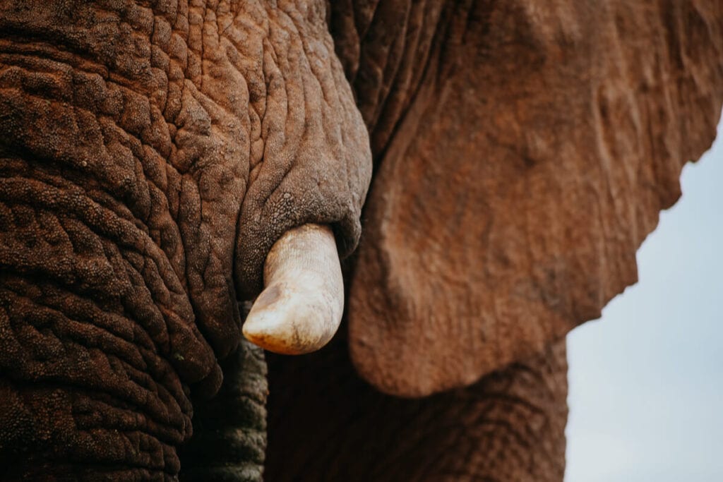 A close up photo of an elephant tusk and ear