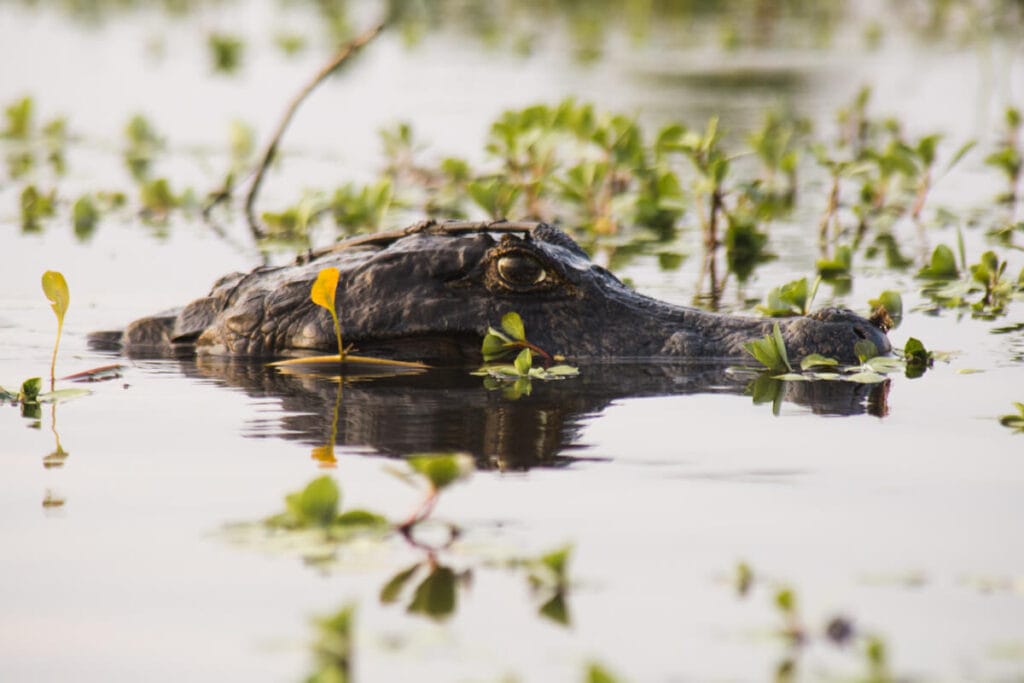 The head of an alligator peaks out of the water surrounded by leaves in the wetlands