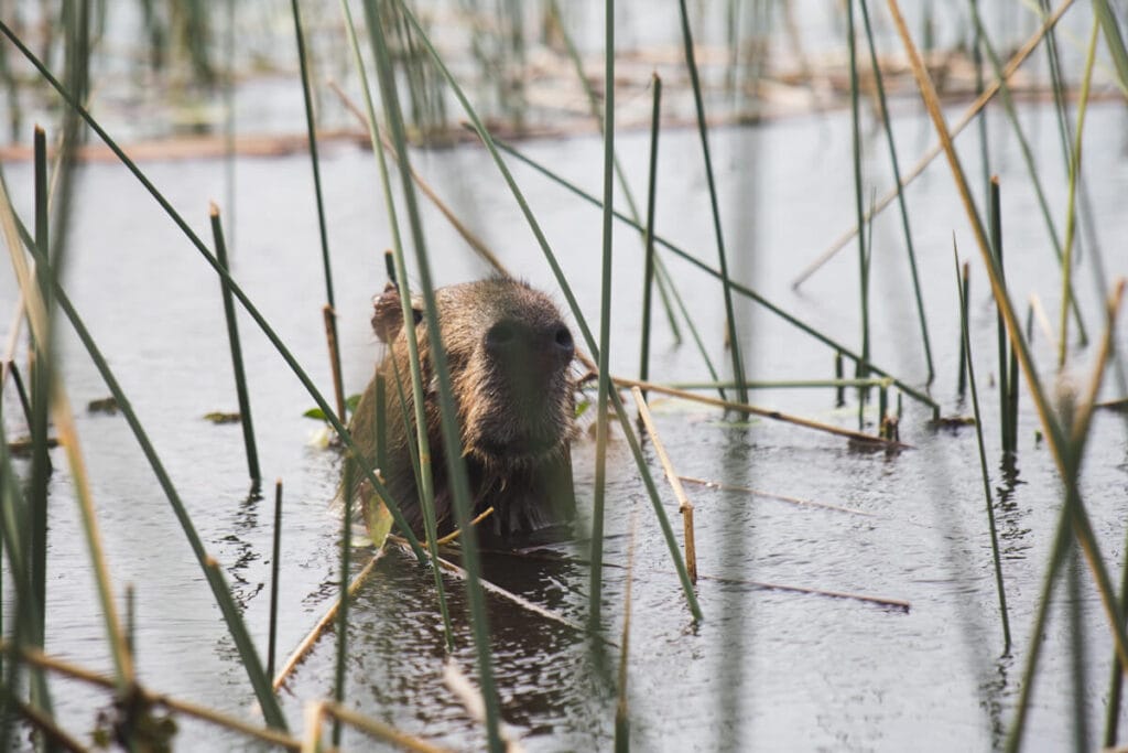 A capybara swims in the water