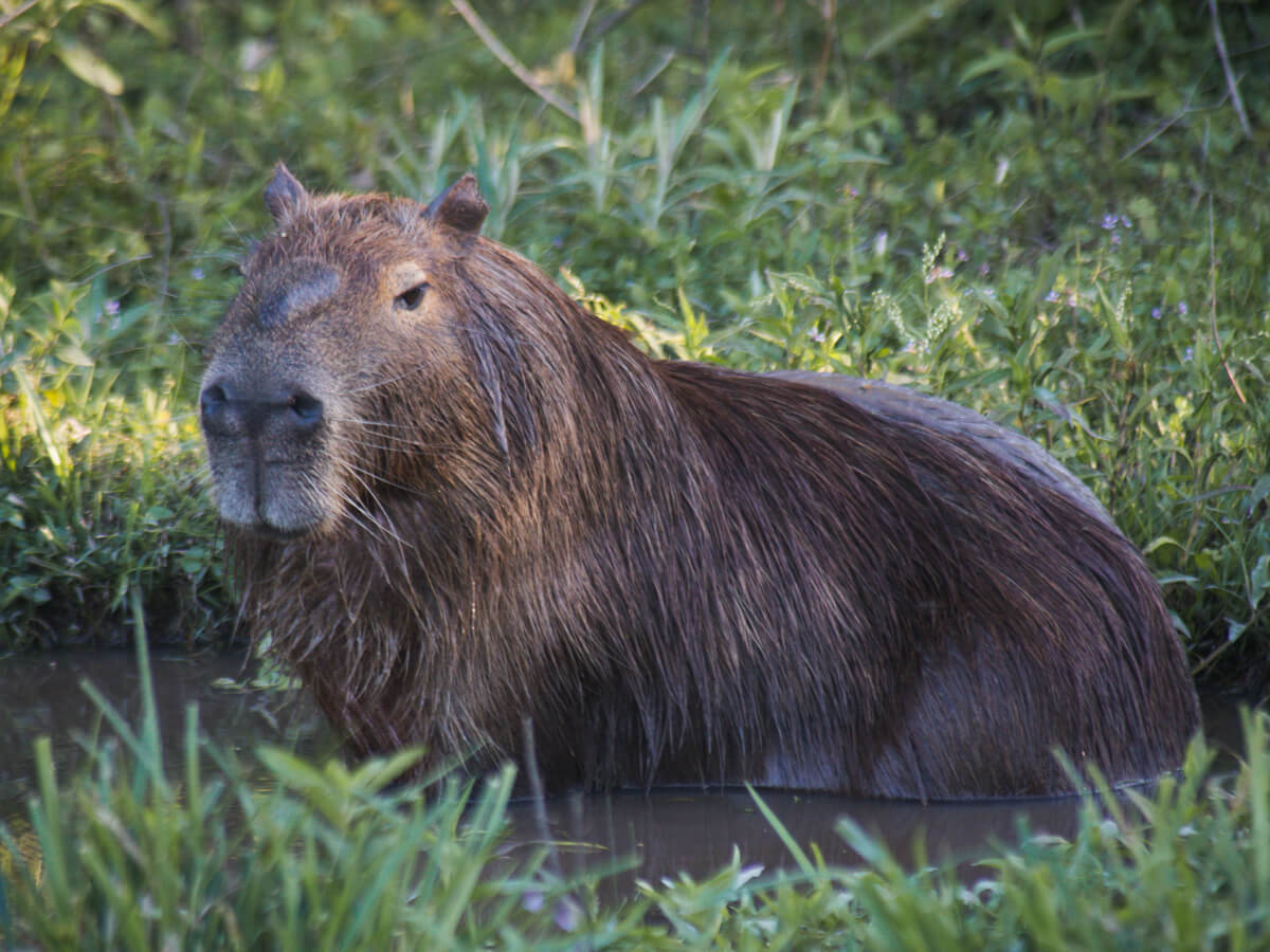 The Esteros Del Ibera Wetlands In Argentina: A Practical Guide