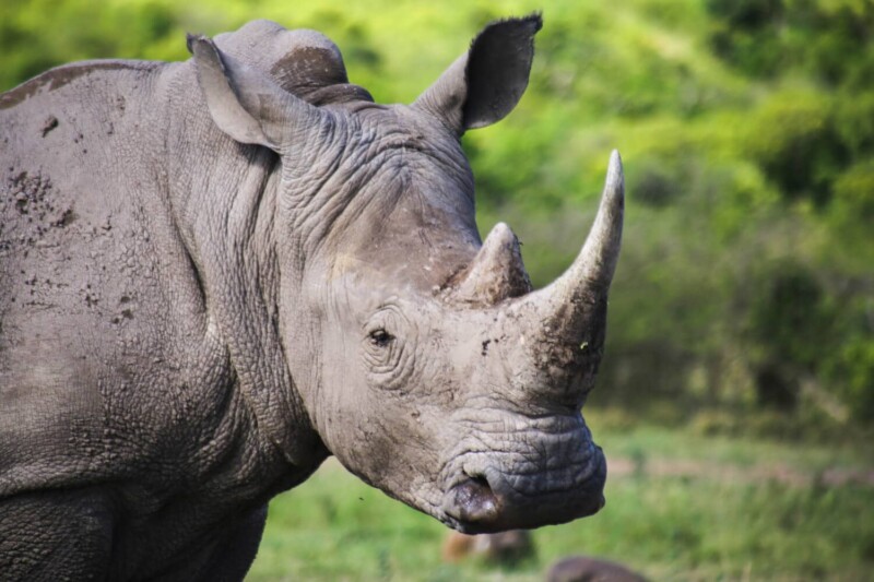 A rhino with two horns looks at the camera