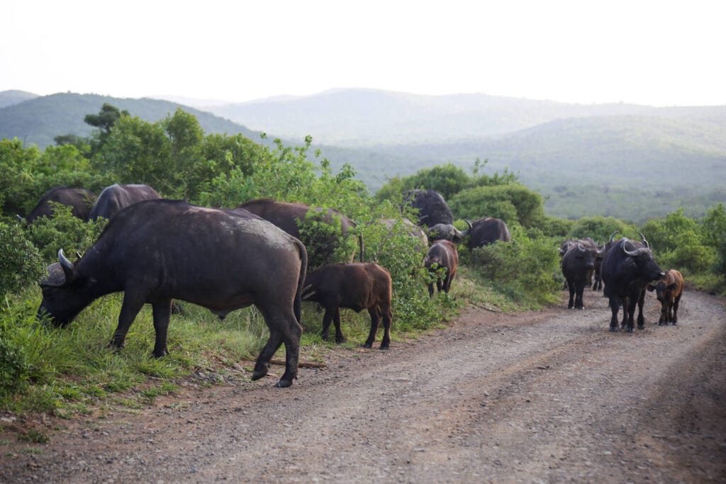 A bunch of buffalo walk down a dirt road and graze on the grass