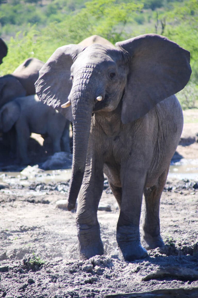 Hluhluwe-Imfolozi Park: Complete Guide to Kwa-Zulu Natal's Best Safari