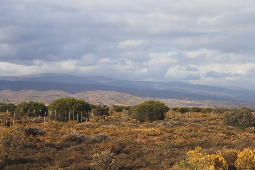 Fenced in pasture in the Little Karoo desert in South Africa