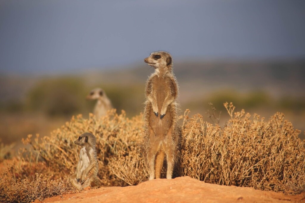 Three meerkats standing in the bush