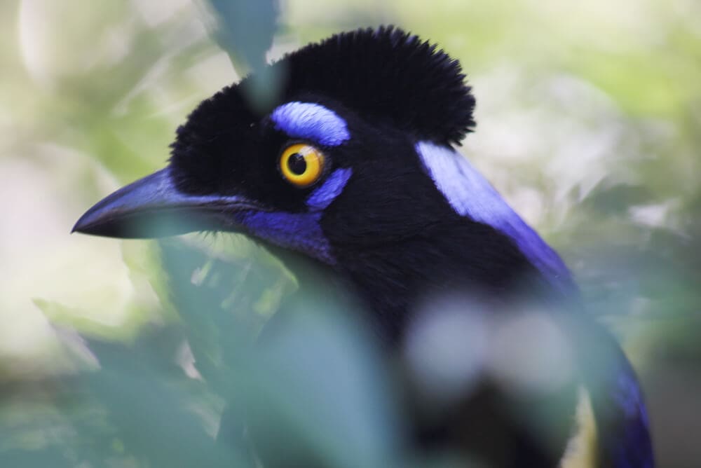 A blue bird with black feathers on the head and yellow eyes