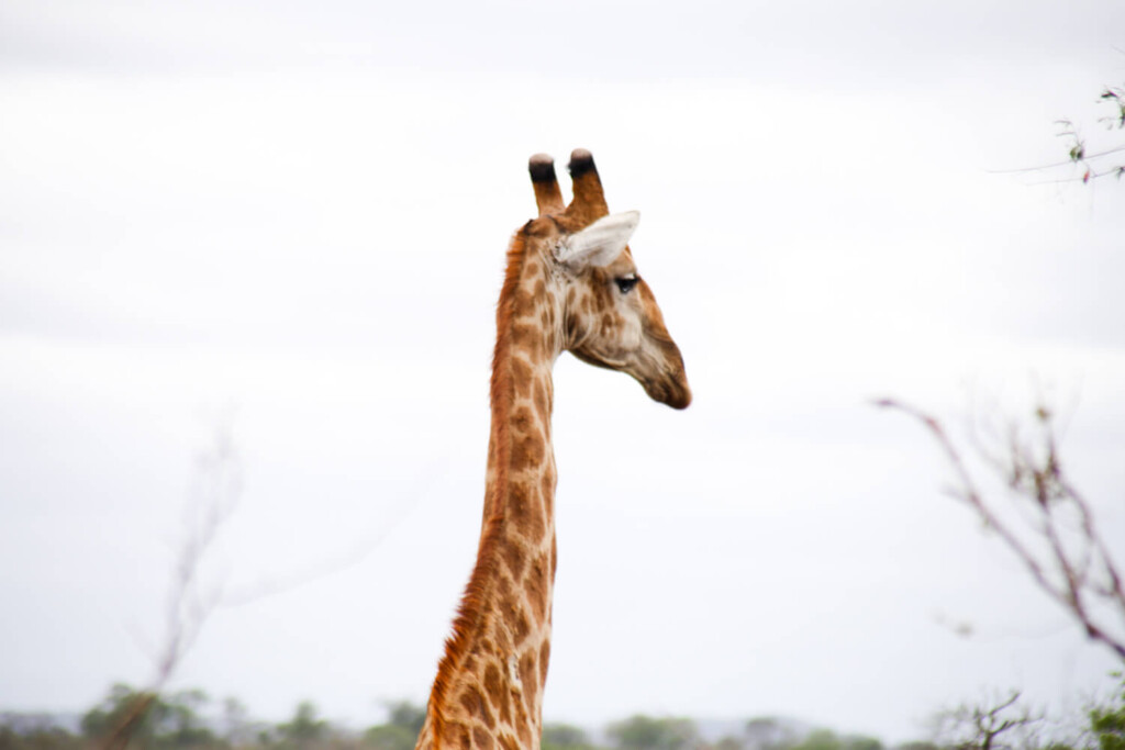 A giraffe stands against a grey sky