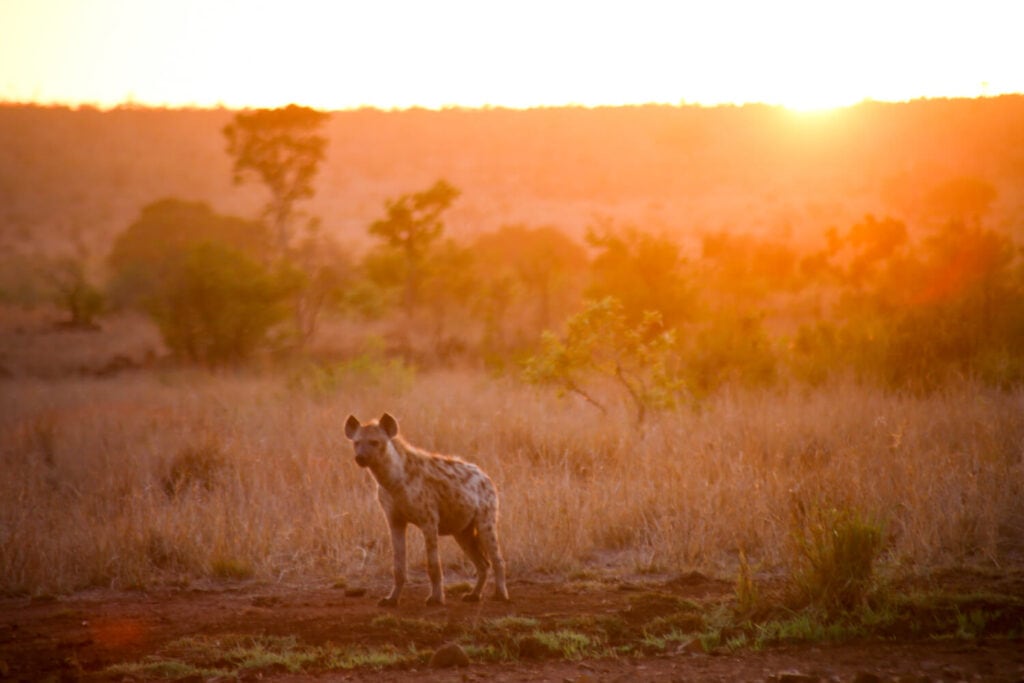 A hyena standing in the plains at sunrise