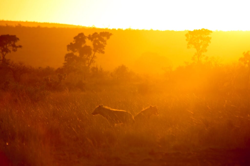 Two hyena in the grass in the orange rays of the sun at sunrise