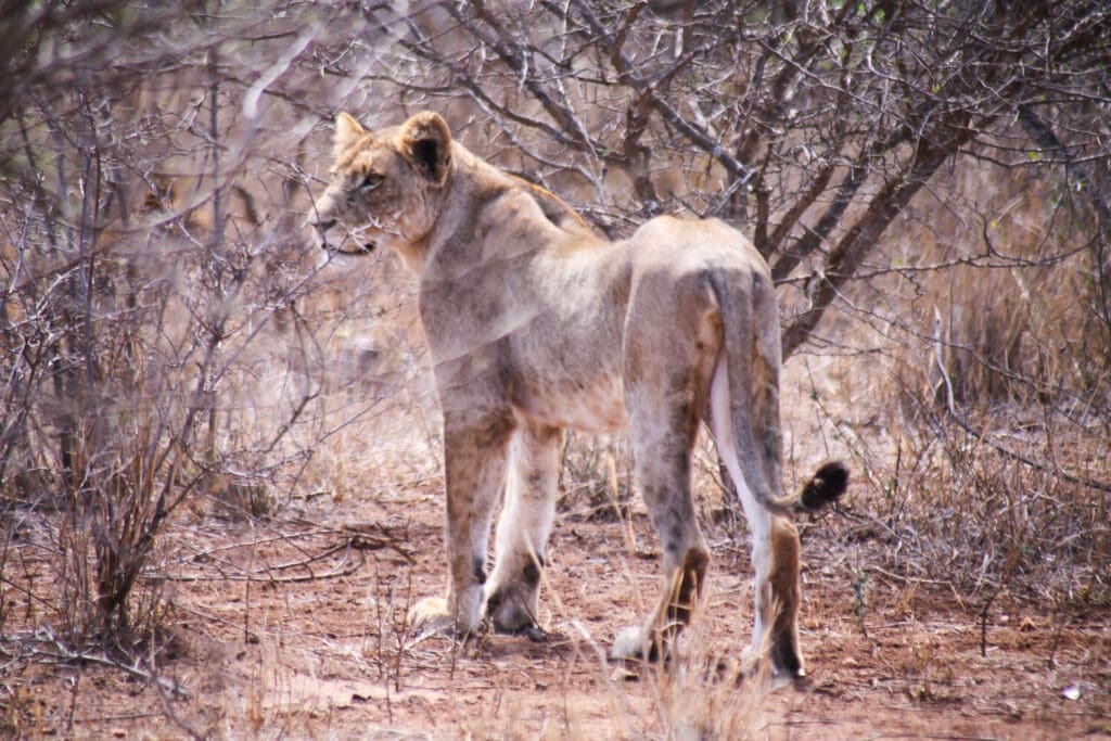 A large lion cub stands in the dry brush