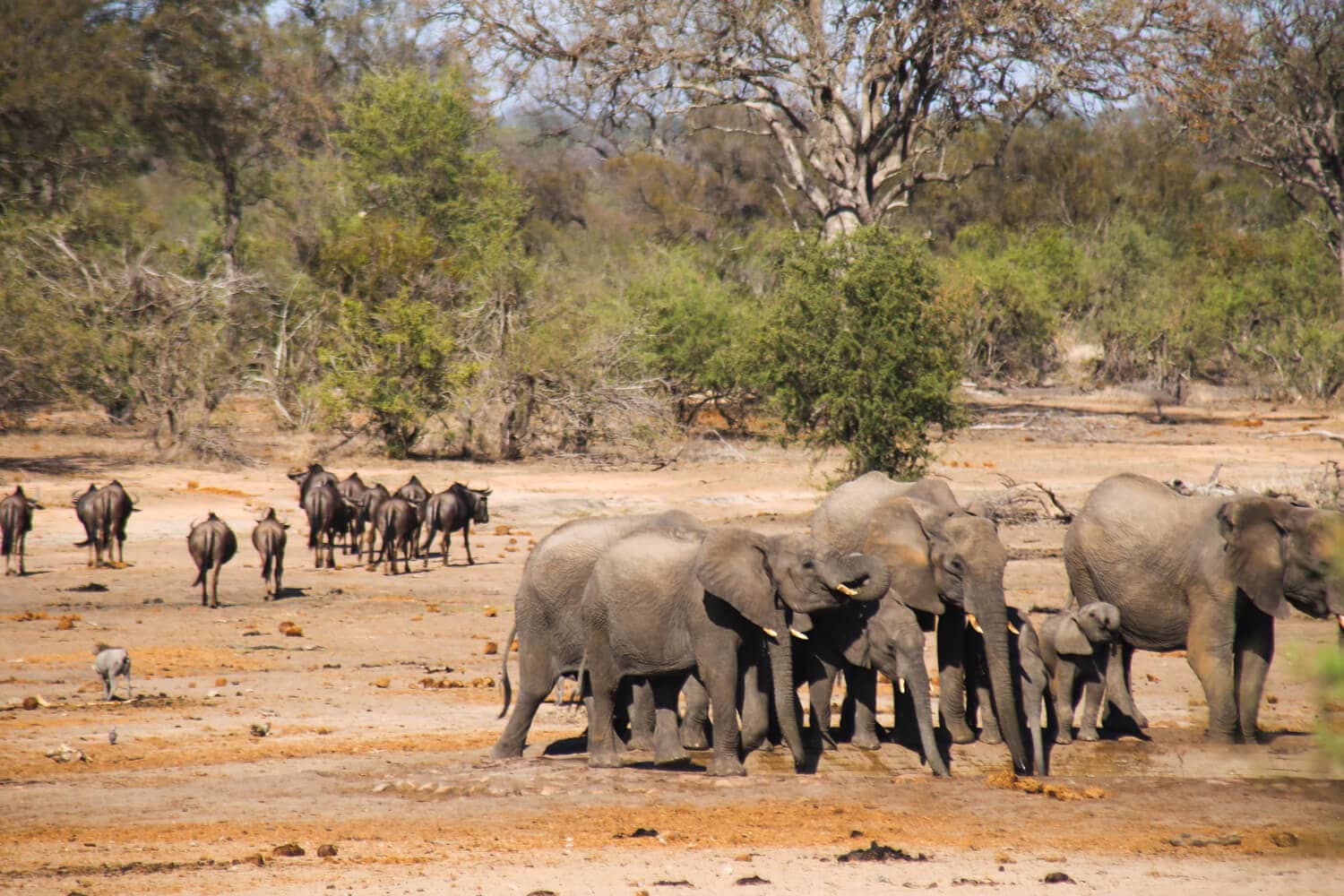 50 Pictures of Kruger National Park in November: Our Top Sightings ...