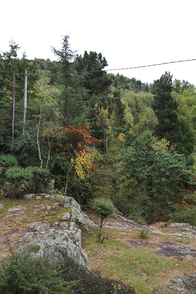 Pine trees and stones in the mountains