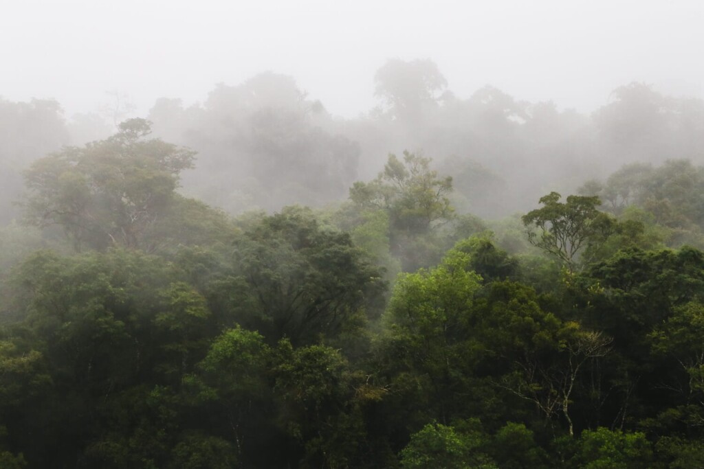 Fog hangs over trees in a forest