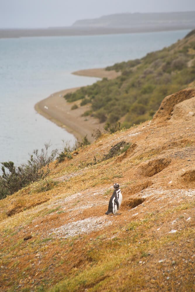 A single penguin stands in front of his nest on a cliff