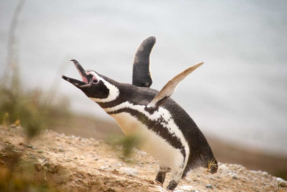 A penguin waves his wings back behind him as he caws