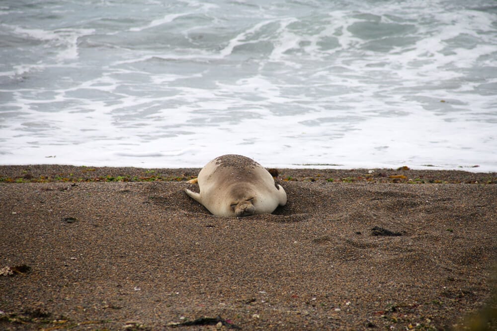 A seal lays belly down in the sand
