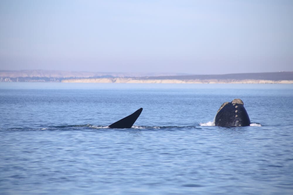 A whale rolls in the water with his head and tail exposed