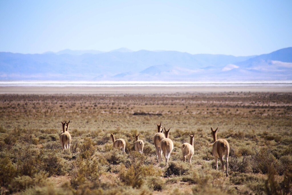 Vicunas walk through the plains