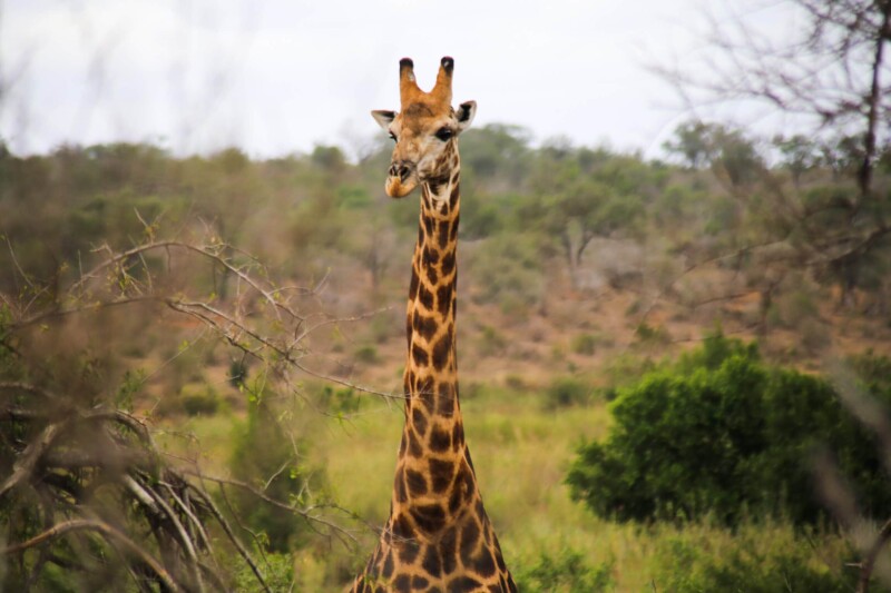 A giraffe standing the bush