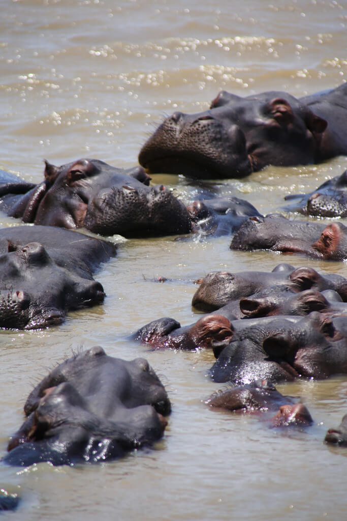 A pod of hippos rest their heads on each other in the water