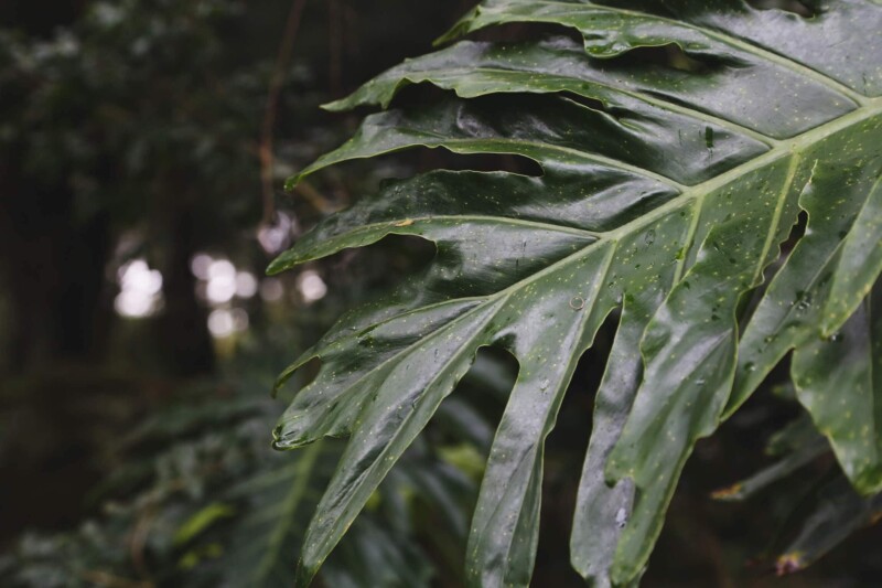 A deep green leaf in the jungle