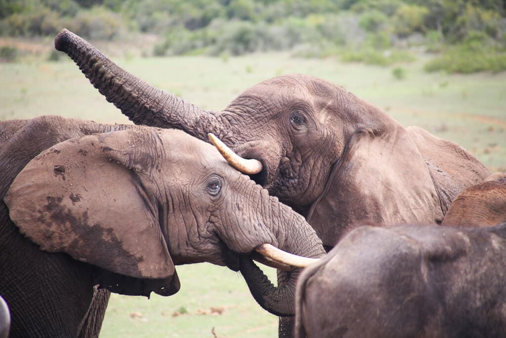 Two elephants rubbing their faces together