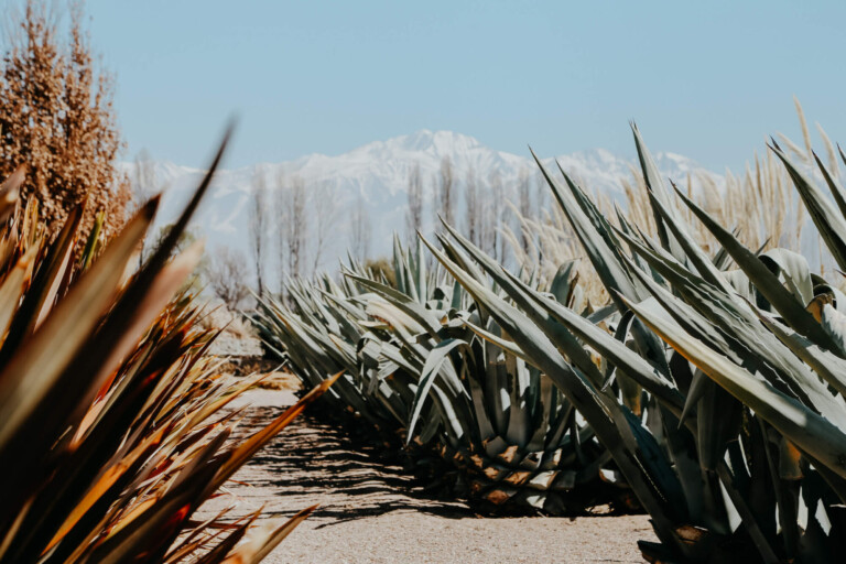 Agave plants in front of snowcapped mountains